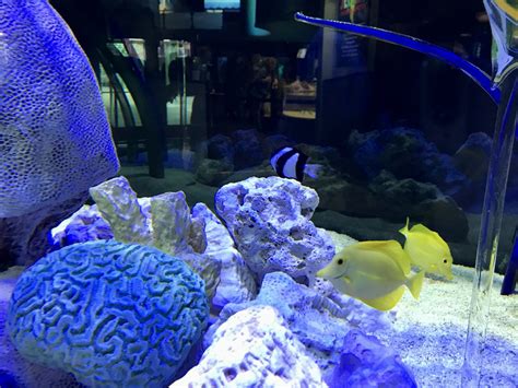 Fishes Zoochat