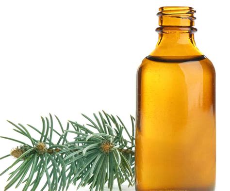 Homemade Pine Needle Syrup Steeped Street