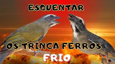 Levanta Esquentar Os Trinca Ferro Frio Abre O Canto Apos Muda YouTube