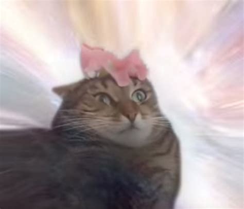 Cat Transcendence Know Your Meme