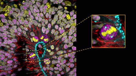 Introduction To Cerebral Organoids In Research Proteintech Group