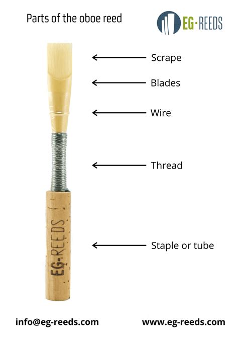 The oboe reed and its parts - www.eg-reeds.com