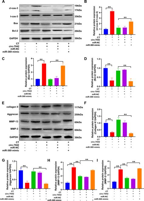 Circ 7042 Regulates NP Cell Apoptosis And Collagen Metabolism Through