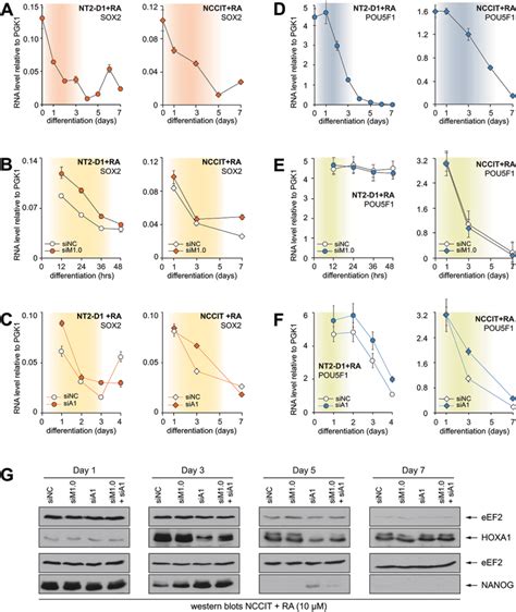 Nt2 D1 Cells ATCC Bioz