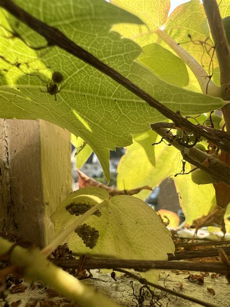 A Spider And A Stink Bug I Think Laid Eggs Next To Each Other Outside