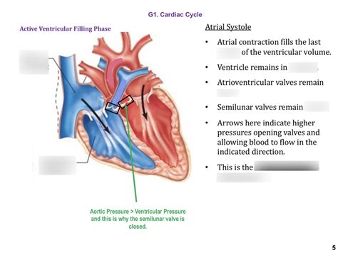 Atrial Systole Diagram | Quizlet