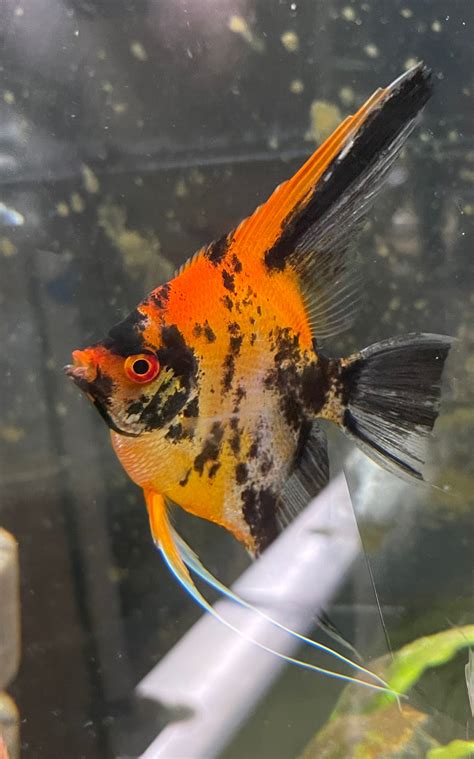 Calico Koi Red Head