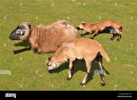 Ram Horn Hi Res Stock Photography And Images Alamy
