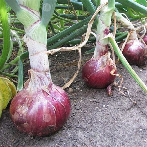 Biji Benih Bawang Merah Besar Red Onion Seeds For Planting Hybrid