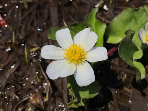 White Marsh Marigold Caltha Leptosepala Mokelumne Wilderness