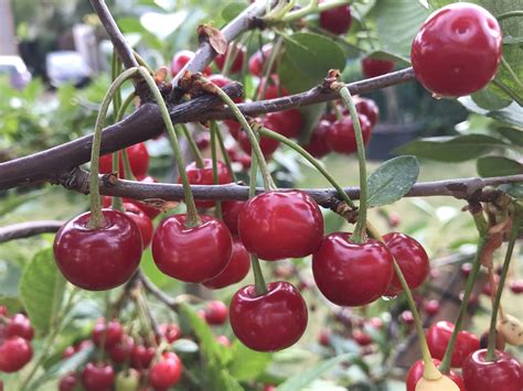 Cherry Tree How To Grow Cherry Tree In Containers Growing Cherries