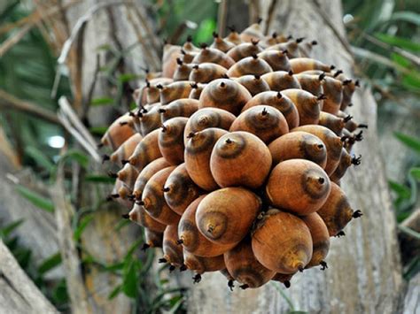 Ingredient Spotlight: Babassu Oil - Integrity Botanicals