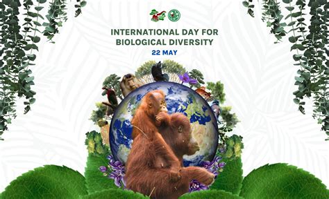 International Day For Biological Diversity Borneo Orangutan