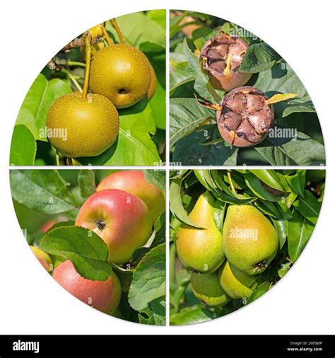 Different Pome Fruit Trees At Harvest Time In A Collage Stock Photo Alamy