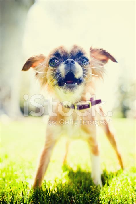 Angry Chihuahua Stock Photo | Royalty-Free | FreeImages