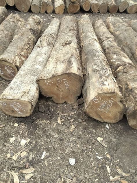 Ft Brown Sheesham Wood Log For Furniture Round At Rs Cubic