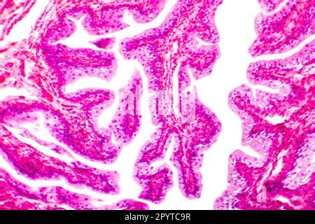 Urinary Bladder Epithelium Light Micrograph Stock Photo Alamy