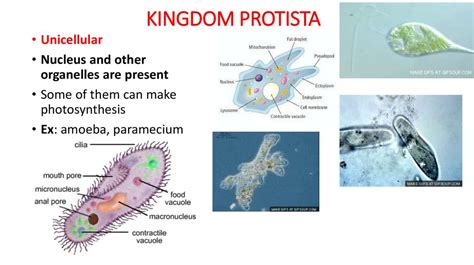 General Characteristics Of 6 Kingdoms Online Presentation