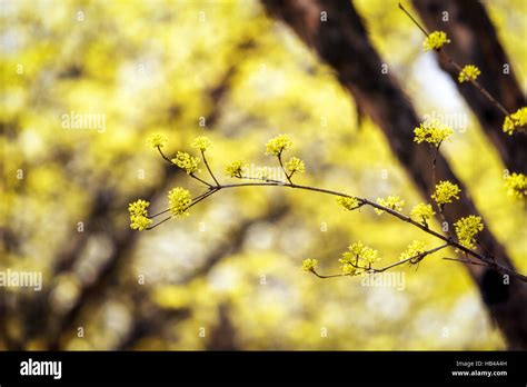 cornus officinalis flower spring blossom Stock Photo - Alamy