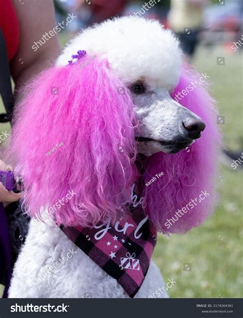 Are Standard Poodles Nice