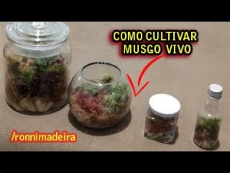 Aprenda A Cultivar Musgo Vivo Em Casa F Cil Youtube