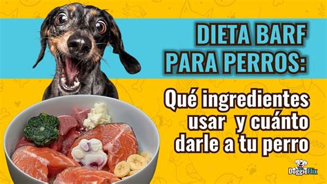 Los mejores alimentos con alto contenido de fibra para perros guía