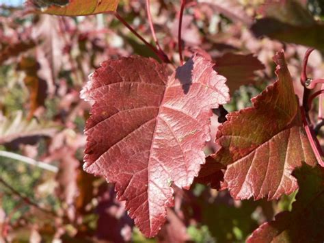 Imagen Gratis Rojo Hojas De Otoño