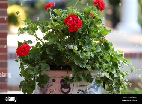 Red Gardenia Flower