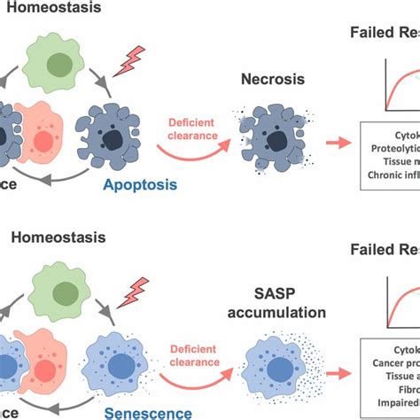 Morphological Differences Between Senescent Cells And Normal Cells