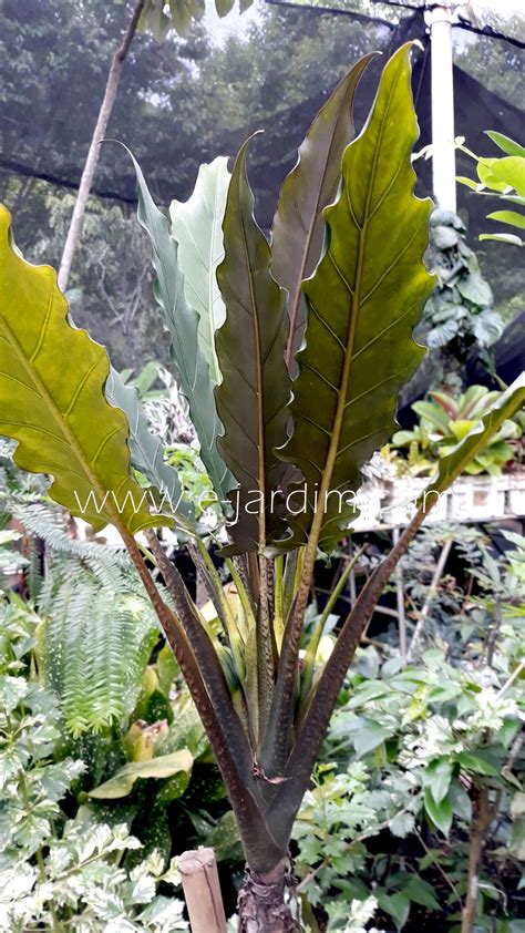 Alocasia Lauterbachiana E Jardim