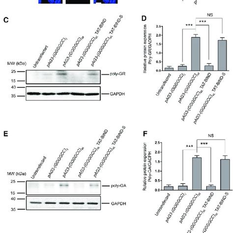 TAT BIND Suppressed GGGGCC RNA Foci Formation And RAN Translation In