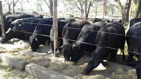 Gfsafrica Beef And Feedlot