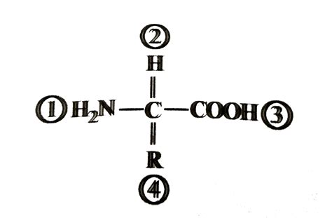 Which Formula Represents An Amino Acid