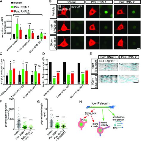 Patronin Knockdown Activates DLK JNK Signaling But Only A Subset Of