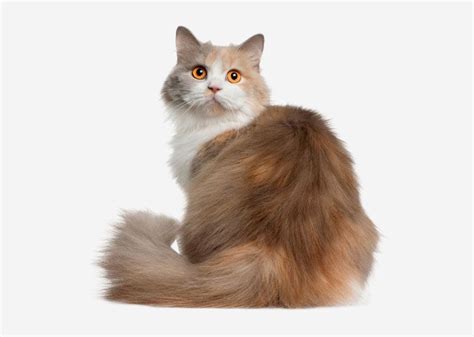 Fakta British Longhair Si Kucing Imut Dengan Kecerdasan Tinggi