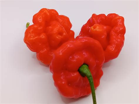 Острый перец Foodorama Scotch Bonnet