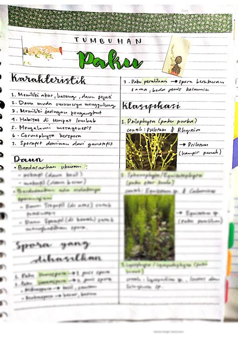 Solution Rangkuman Materi Tumbuhan Paku Biologi Kelas Studypool