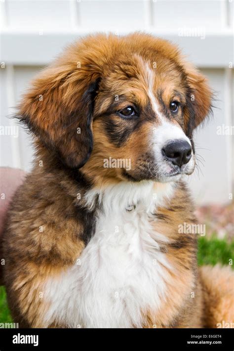 Pyrenean Mountain Dog Mix