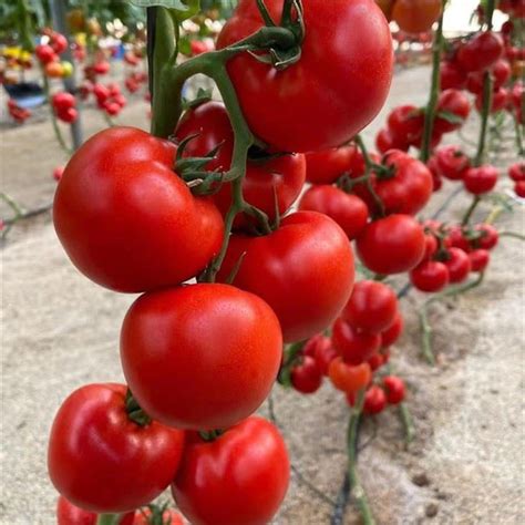 China F1 Hybrid Tomato Seeds F1 Hybrid Tomato Seeds Suppliers