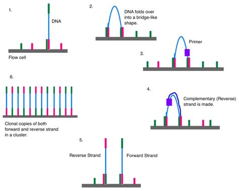 What Is The Difference Between Sanger And Next Generation Sequencing