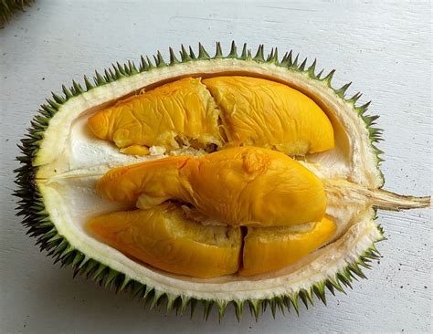 Durian Hajjah Hasmah Durian Ioi Durio Zibethinus Var Ioi Pokok