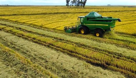 Alexandre Garcia Governo Quer Importar Arroz Mas Produtores Dizem Que