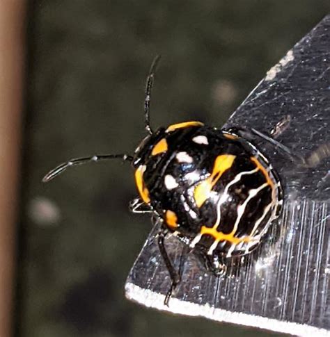 Black Orange Spotted Lady Beetle Murgantia Histrionica Bugguide Net