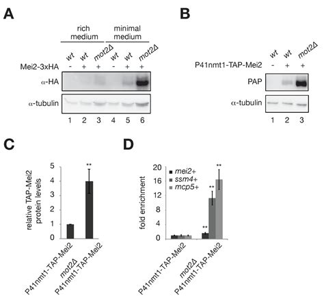 Ubiquitination Dependent Control Of Sexual Differentiation In Fission Yeast Elife