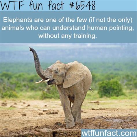 1433 best images about FACTS! on Pinterest