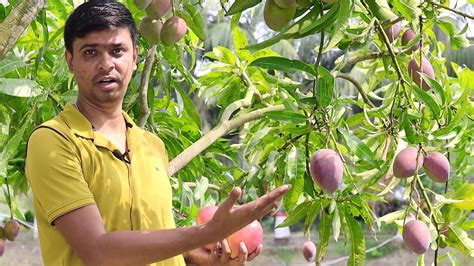 Miyazaki Mango Farming In India Original Miyazaki Mango Plant