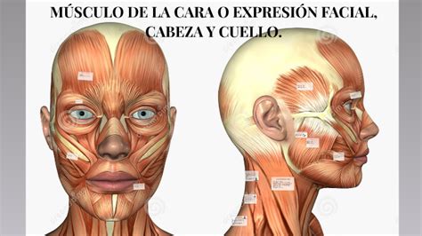 Musculos De La Cabeza Y La Cara XIli