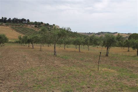 Terreni Agricoli In Vendita A Sciacca Cerca Con Caasa It