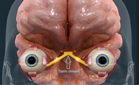 The suprachiasmatic nucleus (SCN) – an introduction - Sleep Psychiatrist