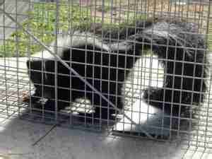 skunk-in-cage - Fischer Wildlife Control & Repairs